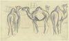 Camels (Circus Krone)