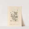 Camomile by Elizabeth Blackwell