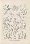 Campanariae. – Glockenpolnpen