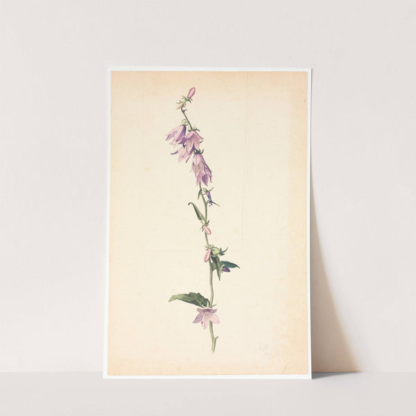 Campanula by Christen Dalsgaard