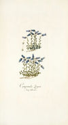 Campanula zoysii