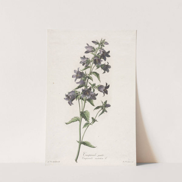 Campanule gantelée (c. 1800) by Gerard van Spaendonck