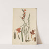 Campuleia coccinea (1823) by William Jackson Hooker