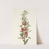 Canada Buffaloberry. Lepargyrea canadensis (1925) by Mary Vaux Walcott