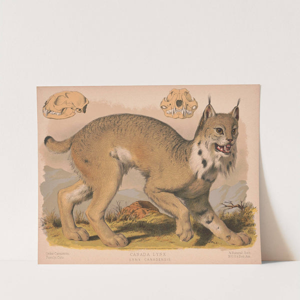 Canada lynx – Lynx Canadensis (1874) by Louis Prang & Co.