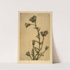 Canada Thistle by Bertha Jaques