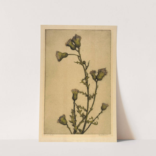 Canada Thistle by Bertha Jaques