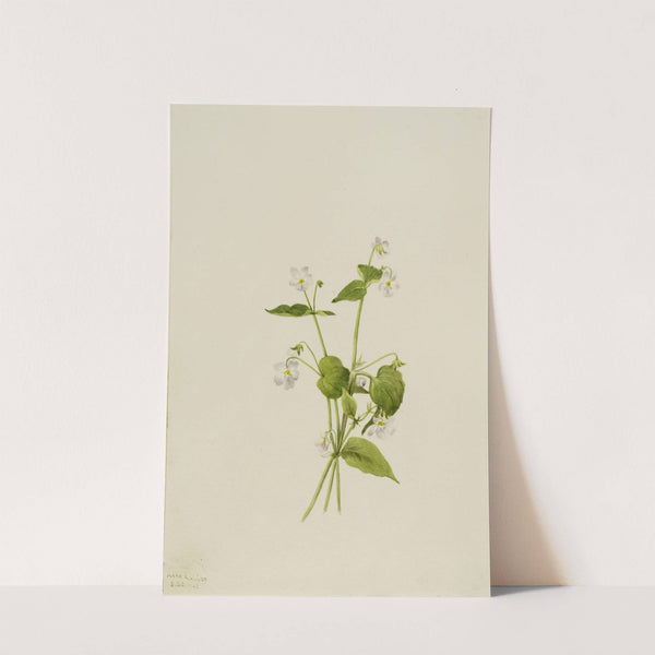 Canada Violet (Viola canadensis) (1903) by Mary Vaux Walcott