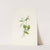 Canada Violet. Viola canadensis (1925) by Mary Vaux Walcott