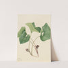Canada Wild Ginger (Asarum canadense) (1920) by Mary Vaux Walcott