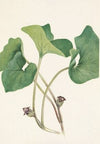 Canada Wildginger. Asarum canadense (1925)