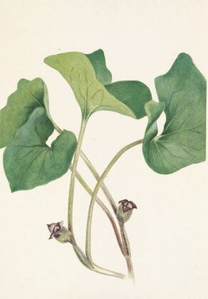 Canada Wildginger. Asarum canadense (1925)
