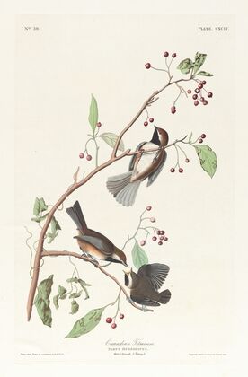 Canadian titmouse