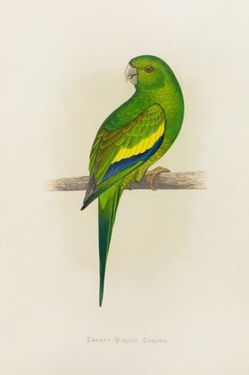 Canary-Winged Conure (1884-1887)