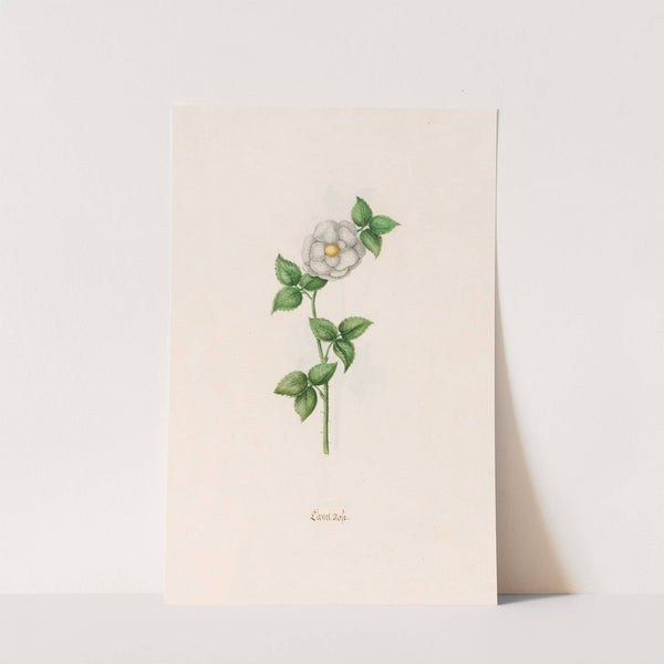 Canel rose (1692) by Magdelena Rosina Funck