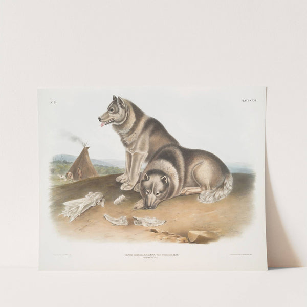 Canis familiaris, Esquimaux Dog. (1845-1848) by John Woodhouse Audubon