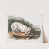 Canis lupus, White American Wolf. Male. (1845-1848) by John Woodhouse Audubon
