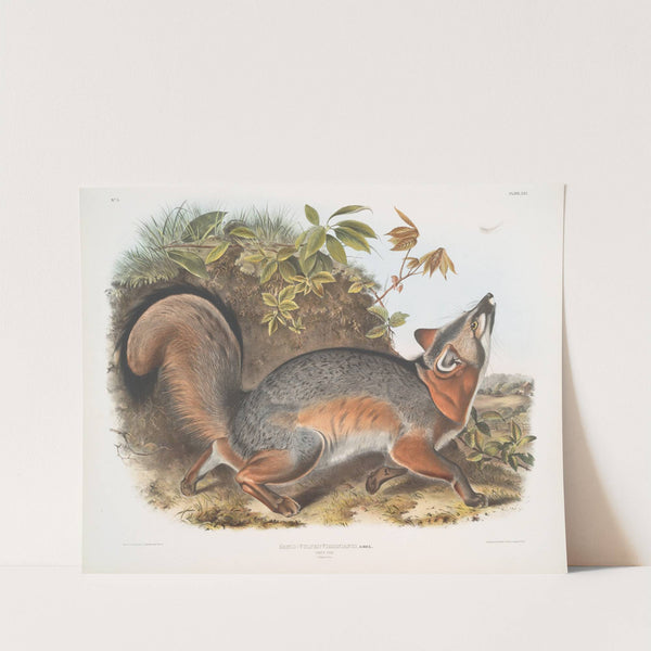 Canis (Vulpes) Virginianus, Grey Fox (1845-1848) by John Woodhouse Audubon