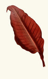 Canna Atronigricans