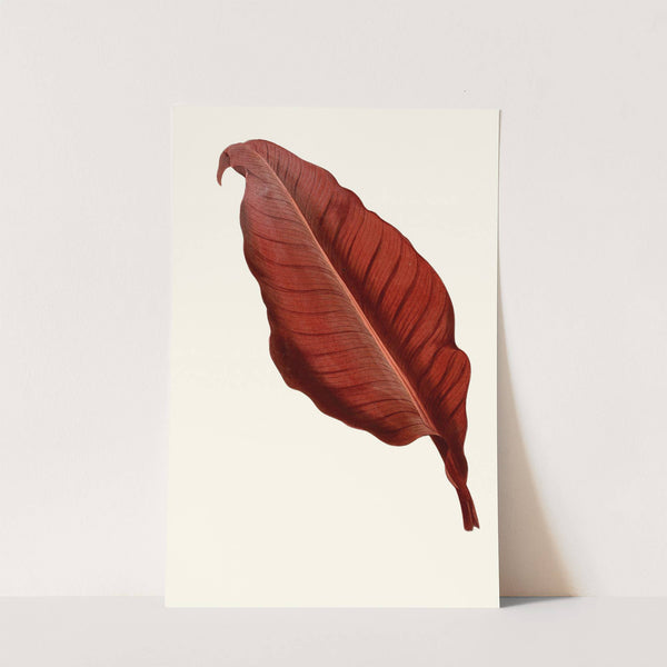 Canna Atronigricans by Edward Joseph Lowe