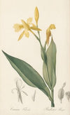 Canna flaccida (1802-1816)