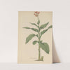 Canna gigantea by William Jackson Hooker
