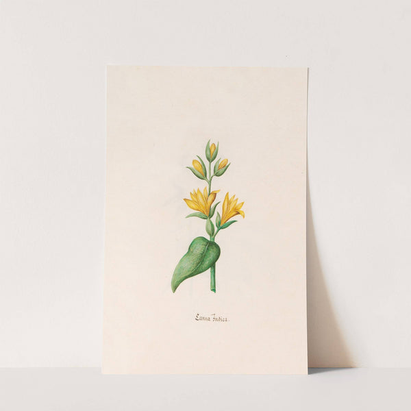 Canna Indica (1692) by Magdelena Rosina Funck