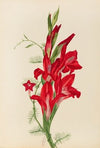 Cannas and Cypress Vine (Canna species and Ipomoea quamoclit) (1877)
