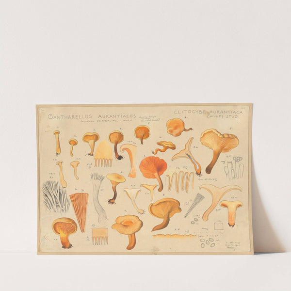 Cantharellus aurantiacus Wulf (1915-1945) by Hans Walty