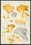 Cantharellus cibarius Fr. (1915-1945)