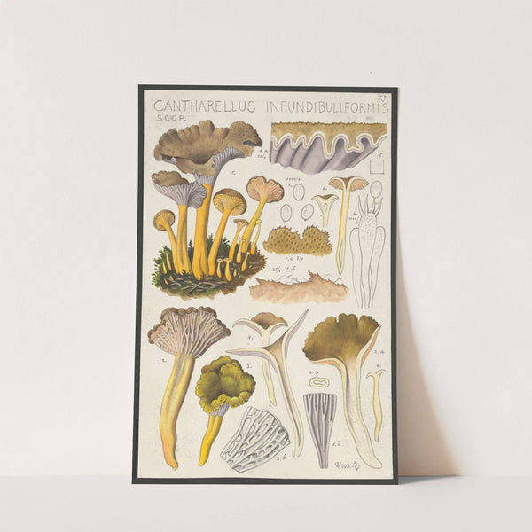 Cantharellus infundibuliformis Scop (1915-1945) by Hans Walty