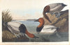 Canvas backed duck