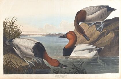 Canvas backed duck