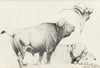 Cape Buffalo (1916)