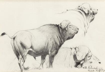 Cape Buffalo (1916)