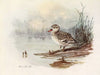Cape Teal (1922-1926)