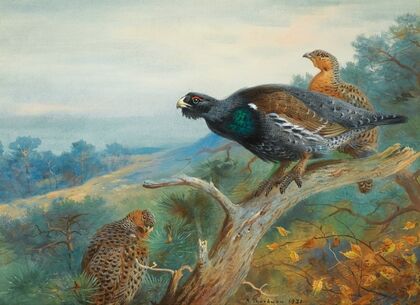 Capercaillie (1931)