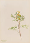 Capnoides aureum (1918)