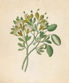 Capparis Nov. Sp. [Maerua caffra]