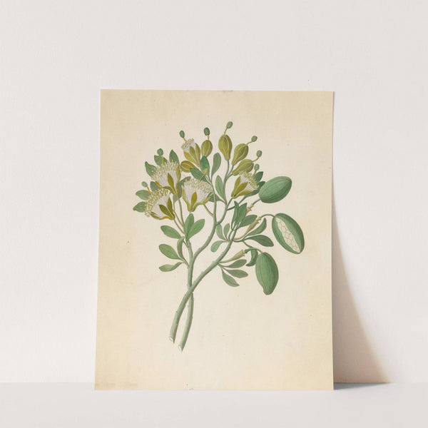 Capparis Nov. Sp. [Maerua caffra] by Clemenz Heinrich Wehdemann