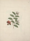 Capparis tomentosa Lam. (Caper)