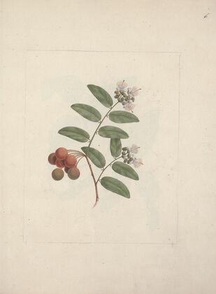Capparis tomentosa Lam. (Caper)