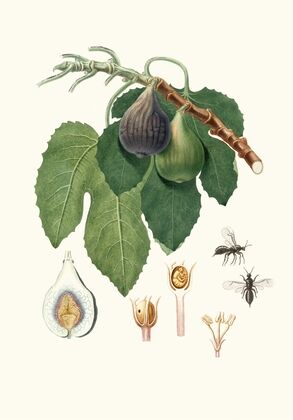 Caprifico