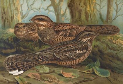 Caprimulgus europaeus