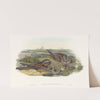 Caprimulgus europaeus (Nightjar) by John Gould