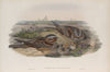 Caprimulgus europæus. Nightjar, or Goatsucker. (1862-1873)