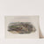 Caprimulgus europæus. Nightjar, or Goatsucker. (1862-1873) by John Gould