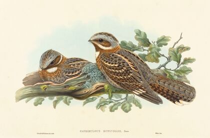 Caprimulgus Ruficollis