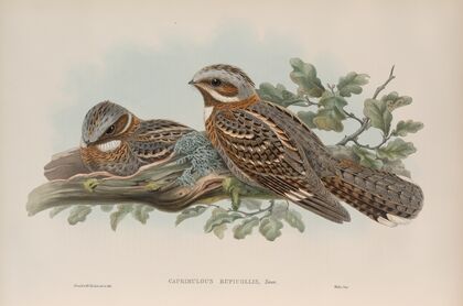 Caprimulgus ruficollis. Red-necked Goatsucker. (1862-1873)
