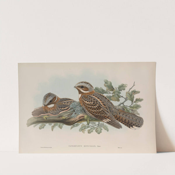 Caprimulgus ruficollis. Red-necked Goatsucker. (1862-1873) by John Gould